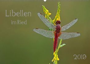 Libellen im Ried (Wandkalender 2019 DIN A2 quer) von Oldani,  Dorothea