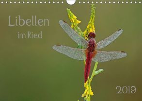 Libellen im Ried (Wandkalender 2019 DIN A4 quer) von Oldani,  Dorothea