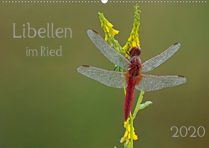 Libellen im Ried (Wandkalender 2020 DIN A2 quer) von Oldani,  Dorothea