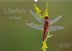 Libellen im Ried (Wandkalender 2020 DIN A3 quer) von Oldani,  Dorothea