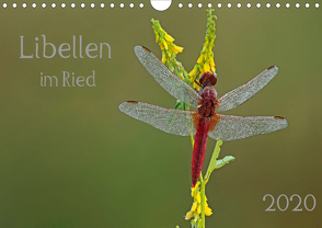 Libellen im Ried (Wandkalender 2020 DIN A4 quer) von Oldani,  Dorothea
