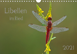 Libellen im Ried (Wandkalender 2021 DIN A4 quer) von Oldani,  Dorothea