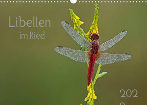 Libellen im Ried (Wandkalender 2022 DIN A3 quer) von Oldani,  Dorothea