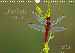 Libellen im Ried (Wandkalender 2022 DIN A4 quer) von Oldani,  Dorothea