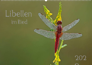 Libellen im Ried (Wandkalender 2023 DIN A2 quer) von Oldani,  Dorothea