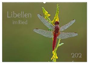 Libellen im Ried (Wandkalender 2024 DIN A2 quer), CALVENDO Monatskalender von Oldani,  Dorothea