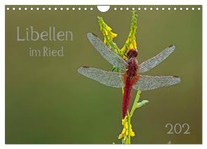 Libellen im Ried (Wandkalender 2024 DIN A4 quer), CALVENDO Monatskalender von Oldani,  Dorothea