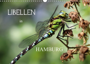 Libellen in HamburgCH-Version (Wandkalender 2020 DIN A3 quer) von Brix - Studio Brix,  Matthias