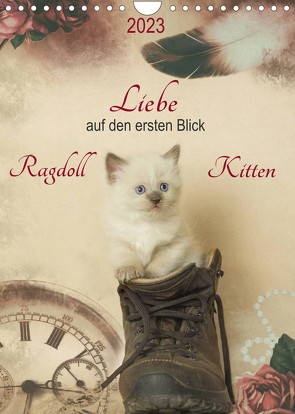 Liebe auf den ersten Blick . Ragdoll Kitten (Wandkalender 2023 DIN A4 hoch) von Reiß-Seibert,  Marion