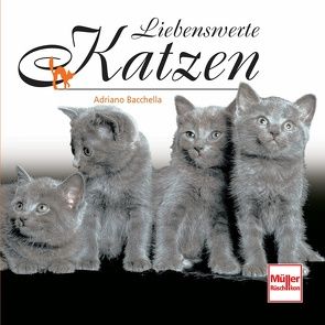 Liebenswerte Katzen von Baccella,  Adriano