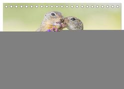 Liebenswerte Ziesel – vom Aussterben bedrohte Nagetiere (Tischkalender 2024 DIN A5 quer), CALVENDO Monatskalender von Petzl,  Perdita