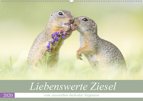 Liebenswerte Ziesel – vom Aussterben bedrohte Nagetiere (Wandkalender 2020 DIN A2 quer) von Petzl,  Perdita