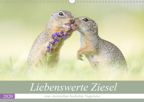 Liebenswerte Ziesel – vom Aussterben bedrohte Nagetiere (Wandkalender 2020 DIN A3 quer) von Petzl,  Perdita