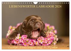 Liebenswerter Labrador 2024 (Wandkalender 2024 DIN A4 quer), CALVENDO Monatskalender von Mirsberger,  Annett