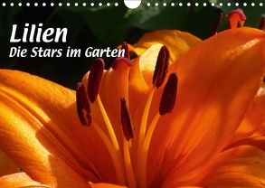 Lilien – Die Stars im Garten (Wandkalender 2018 DIN A4 quer) von Niemela,  Brigitte