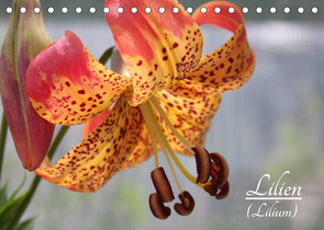 Lilien (Lilium) (Tischkalender 2023 DIN A5 quer) von Lantzsch,  Katrin