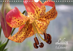 Lilien (Lilium) (Wandkalender 2021 DIN A4 quer) von Lantzsch,  Katrin