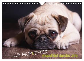 Lillie Mopsgetier – mopsfidel durchs Jahr (Wandkalender 2024 DIN A4 quer), CALVENDO Monatskalender von Raab,  Martina