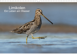 Limikolen – Ein Leben am Wasser (Wandkalender 2023 DIN A3 quer) von Wenner,  Martin