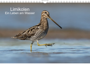 Limikolen – Ein Leben am Wasser (Wandkalender 2023 DIN A4 quer) von Wenner,  Martin