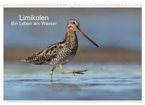 Limikolen – Ein Leben am Wasser (Wandkalender 2024 DIN A3 quer), CALVENDO Monatskalender von Wenner,  Martin
