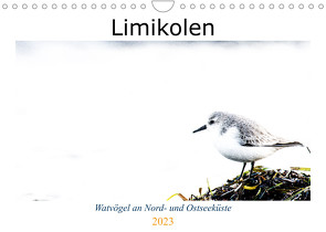 Limikolen – Watvögel an Nord- und Ostseeküste (Wandkalender 2023 DIN A4 quer) von Martin,  Christof