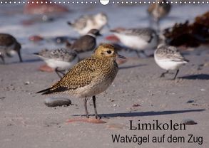 Limikolen Watvögel auf dem Zug (Wandkalender 2019 DIN A3 quer) von Erlwein,  Winfried