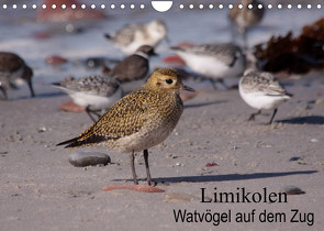 Limikolen Watvögel auf dem Zug (Wandkalender 2023 DIN A4 quer) von Erlwein,  Winfried