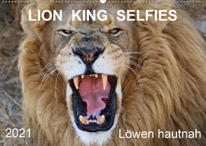 LION KING SELFIES Löwen hautnah (Wandkalender 2021 DIN A2 quer) von Fraatz,  Barbara