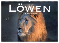Löwen. Die Könige Afrikas (Wandkalender 2024 DIN A2 quer), CALVENDO Monatskalender von Styppaa,  Robert