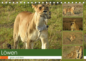 Löwen – gross und klein (Tischkalender 2024 DIN A5 quer), CALVENDO Monatskalender von Michel,  Susan