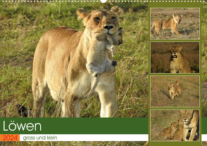 Löwen – gross und klein (Wandkalender 2024 DIN A2 quer), CALVENDO Monatskalender von Michel,  Susan