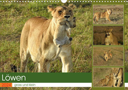 Löwen – gross und klein (Wandkalender 2024 DIN A3 quer), CALVENDO Monatskalender von Michel,  Susan
