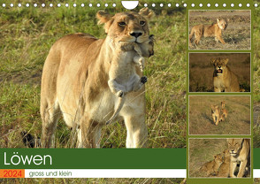 Löwen – gross und klein (Wandkalender 2024 DIN A4 quer), CALVENDO Monatskalender von Michel,  Susan