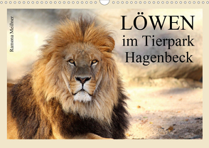 Löwen im Tierpark Hagenbeck (Wandkalender 2021 DIN A3 quer) von Meißner,  Ramona