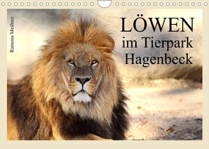 Löwen im Tierpark Hagenbeck (Wandkalender 2022 DIN A4 quer) von Meißner,  Ramona