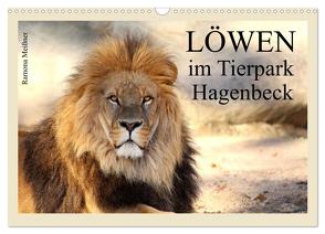 Löwen im Tierpark Hagenbeck (Wandkalender 2024 DIN A3 quer), CALVENDO Monatskalender von Meißner,  Ramona