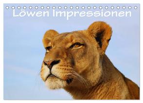 Löwen Impressionen (Tischkalender 2024 DIN A5 quer), CALVENDO Monatskalender von van Wyk,  Anke