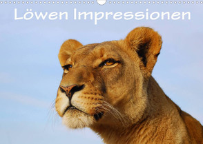 Löwen Impressionen (Wandkalender 2023 DIN A3 quer) von van Wyk,  Anke