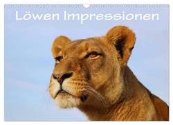 Löwen Impressionen (Wandkalender 2024 DIN A3 quer), CALVENDO Monatskalender von van Wyk,  Anke