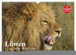 Löwen in freier Wildbahn (Wandkalender 2024 DIN A3 quer), CALVENDO Monatskalender von Stanzer,  Elisabeth