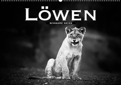 Löwen schwarz weiß (Wandkalender 2023 DIN A2 quer) von Styppa,  Robert