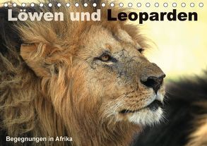 Löwen und Leoparden – Begegnungen in Afrika (Tischkalender 2018 DIN A5 quer) von Herzog,  Michael
