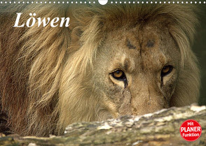 Löwen (Wandkalender 2023 DIN A3 quer) von Klatt,  Arno