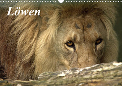 Löwen (Wandkalender 2023 DIN A3 quer) von Klatt,  Arno
