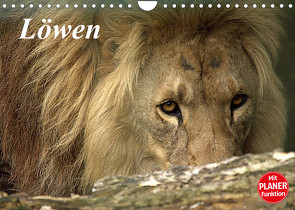 Löwen (Wandkalender 2023 DIN A4 quer) von Klatt,  Arno