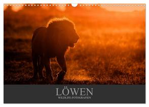 Löwen Wildlife-Fotografien (Wandkalender 2024 DIN A3 quer), CALVENDO Monatskalender von Krutz,  Christina