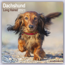 Longhaired Dachshund – Langhaardackel 2023 – 16-Monatskalender