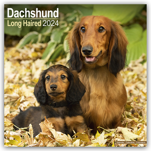 Longhaired Dachshund – Langhaardackel 2024 – 16-Monatskalender