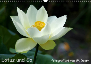 Lotus und Co (Wandkalender 2023 DIN A3 quer) von Doerk,  Wiltrud